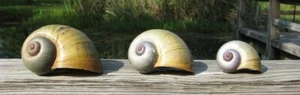 3 pcs Large Apple Snail Shells Pond Shells Various Sizes 2”- 3” - Picture 1 of 1