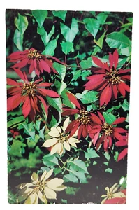 Poinsettias in Bloom Red and White Floral Christmas Postcard Stamped Canceled - Picture 1 of 3