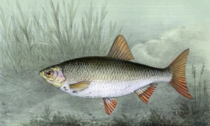 Estampe gravure lithographie illustration de poisson LE ROTENGLE ou GARDON ROUGE - Imagen 1 de 2