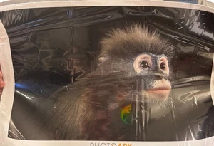 Photo Ark Dusky Langur Monkey Print by Joel Sartore National Geographic NEW - Foto 1 di 1