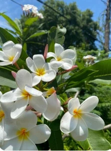 White Plumeria Fresh Starter Cutting Single Head 6-8in. Scented Flower Frangi - Picture 1 of 5
