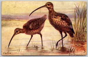 Postcard Curlew Tucks Oilette British Wild Fowl Water Birds Eileen Drummond 9548 - Picture 1 of 2