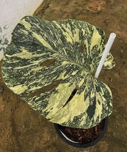 002922A Monstera 'Cream Brulee Rare Fensterblatt 2 Samen Zimmerpflanze - Bild 1 von 1