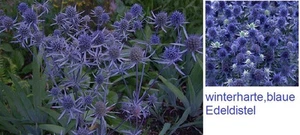 Duftet angenehm & leuchtet immerblau : Blaue Edel-Distel * winterhart * Saatgut - Bild 1 von 1