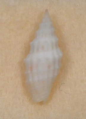 Mitra Costellaria Polygonum 19 mm Atolón Kwajalein, Islas Marshall 30 pies en San Foto 1 de 4