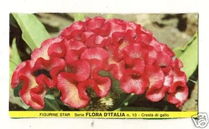 KARTONFIGUR BRODO STAR SERIE FLORA D'ITALIA NR 13 HAHNKAMM - Bild 1 von 1