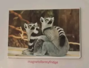 LEMURS FRIDGE MAGNET - M706F - Picture 1 of 1