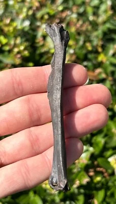 NICE Florida Fossil Bird Bone Avian 4” Rare Pleistocene Age - Image 1 of 4