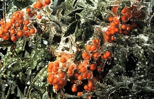 1950's Red Border Slide, Frozen Berries - Picture 1 of 1