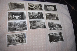 II VINTAGE FOTOGRAFIEN SAMMLUNG "BÄUME DES GEHEIMNISSES" PARK 20er Jahre - Bild 1 von 7