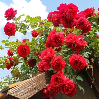 6X Red Rose Plant Cuttings RED PRINCESS English Climbing Rose Hardy Rambling - Image 1 of 2