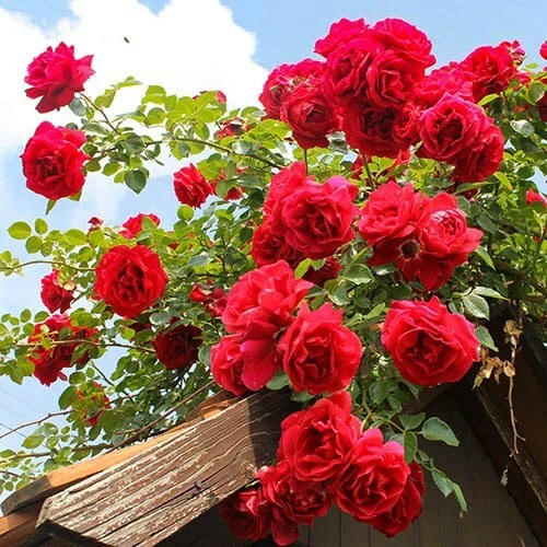 6X Red Rose Plant Cuttings RED PRINCESS English Climbing Rose Hardy Rambling - Image 1 of 2