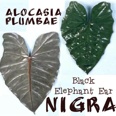 ~NIGRA~ Alocasia plumbae METALLIC TARO the Black Elephant Ear Live Potd sm Plant - Image 1 of 4