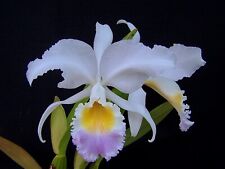 Cattleya mendelii coerulea Nakamoto orchid plant Rare Original Division