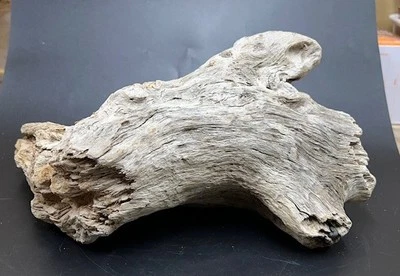 Natural Pacific Coast Driftwood Piece 10 x 8 x 6" - Decor, Crafts, Aquarium Etc. - Image 1 of 4