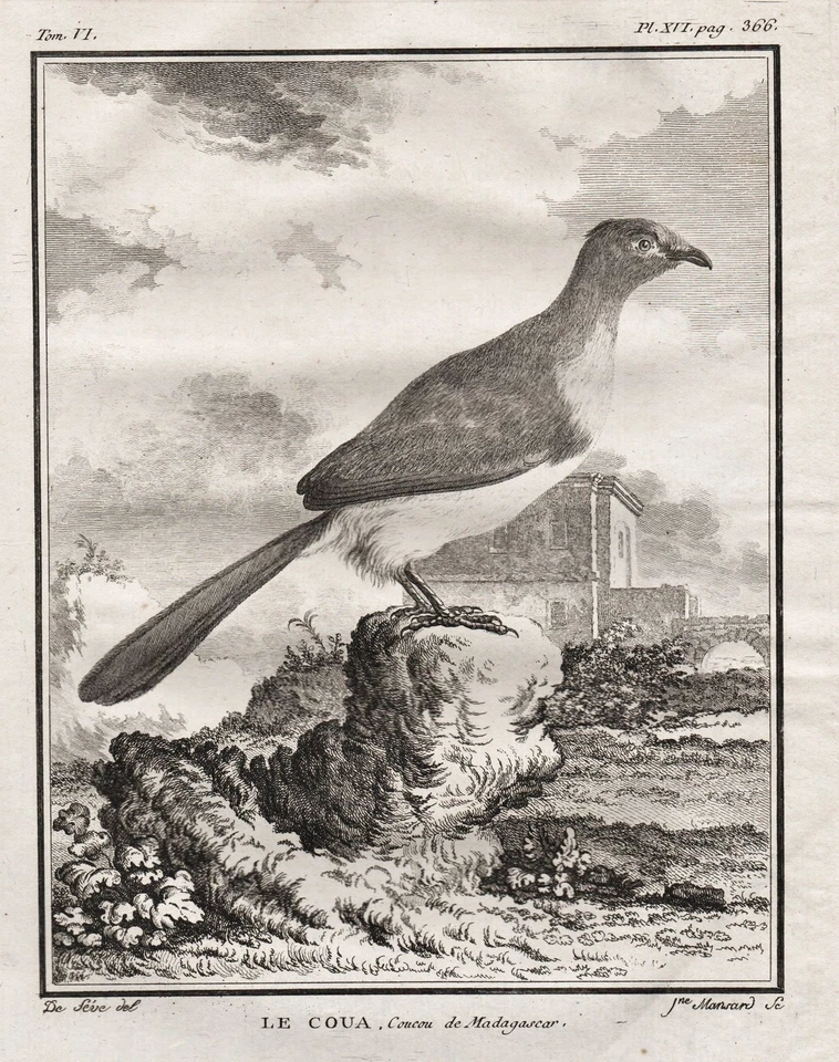 Coua Kuckuck Cuckoo Madagascar Vögel bird Kupferstich engraving Buffon 1780 - Bild 1 von 1