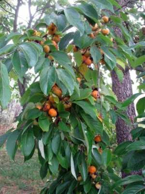 2 LIVE PLANTS AMERICAN PERSIMMON TREES 6 in. SAPLING SEEDLING  DIOSPYROS FRUIT - Image 1 of 3