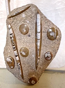 Orthoceras Ammoniten Platte XL - Bild 1 von 6