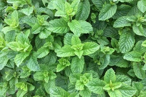 5  SPEARMiNT STARTER BARE ROOTS  PERENNIALS 5 NICE SIZE ROOTS - Picture 1 of 3