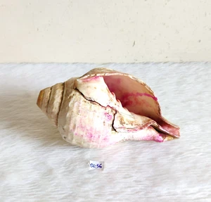 Vintage Beautiful White Natural Conch Shell Beach Decorative Collectible SL56 - Picture 1 of 8