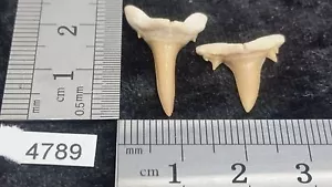 Lot 2 x Dent de requin fossile collection archeologie déco décoration - Foto 1 di 1