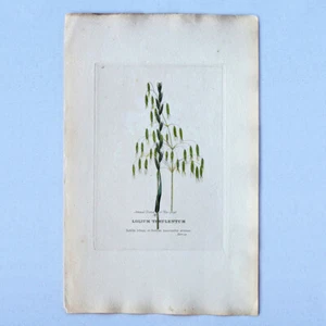 Edwards Botanical Print Engraving 1800s Plate 28 Lolium Temulentum 02711 - Picture 1 of 3