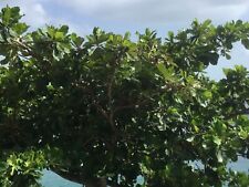 20 Terminalia Catappa Seeds (Ketapang) Sea/Tropical Almond Seeds For Planting
