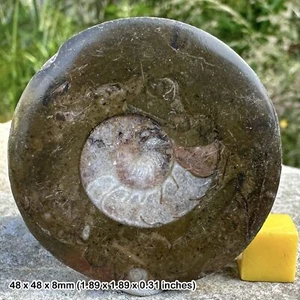 Fósil de goniatita botón pulido - período devónico, marroco - Imagen 1 de 1