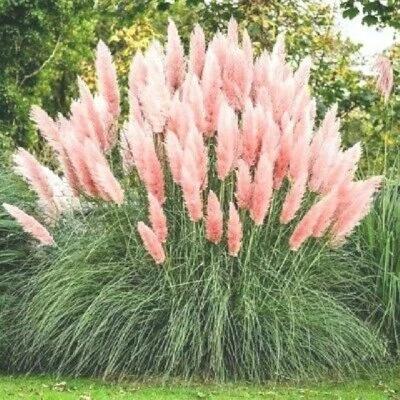 PAMPAS GRASS SEEDS CORTADERIA GIANT FEATHER ORNAMENTAL DECORATIVE PERENNIAL - Image 1 of 3