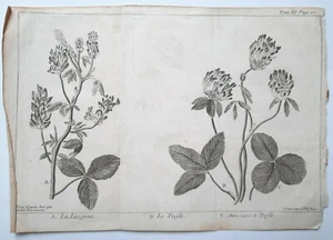 LUZERNE TREFLE Plantes GRAVURE Basseporte LE BAS Botanique XVIII° - Picture 1 of 1
