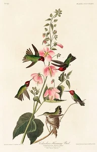12147. Cartel estampado o lona decoración de pared diseño interior. Colibrí Audubon - Imagen 1 de 1