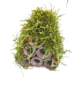 6 Bamboo sticks & Java Moss ( shrimp house) - Picture 1 of 3