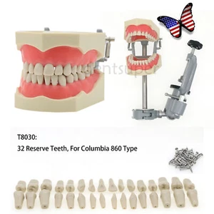 US Columbia 860 Dental Typodont Model Mounting Pole 32PCS Teeth Replacement Exam - Picture 1 of 67