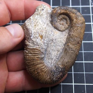 79mm Heteromorph Ancyloceras Cretaceous Fossil Ammonite 1420 - Picture 1 of 10