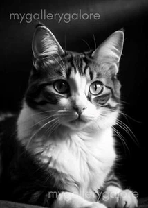 DIGITAL IMAGE PICTURE PHOTO WALLPAPER Background AI ART Cat Q - Picture 1 of 1