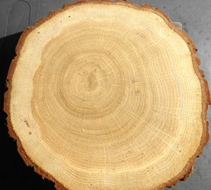 1 x Holzscheibe Eiche 16-18 cm Astscheiben Baumscheiben Hochzeit Tischdeko - Bild 1 von 7