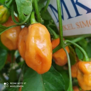 CRAIGS DOUBLE HOT,10 Semillas,Seeds,Capsicum chinense , cosecha propia (73) - Picture 1 of 1