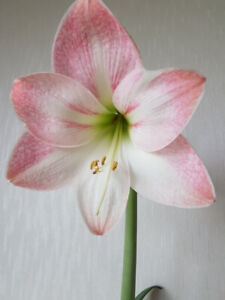 Amaryllis bulbs Red , Pink and White Assorted 36mm +  Dia SOLD IN 2s