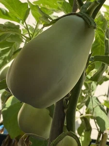 20+ Japanese Jade Eggplant Seeds Organically Grown Free Shipping in Envelope - Picture 1 of 1