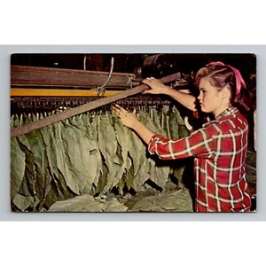 Postal de colección mujer colgando hojas de tabaco escena agrícola sin publicar - Imagen 1 de 2