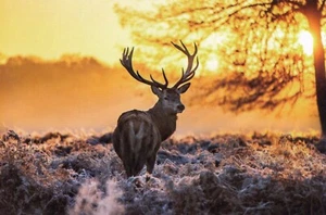 Prächtiger Buck --POSTKARTE - Bild 1 von 2