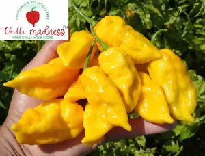 Chilli Reaper Yellow X Ghost Yellow Hot Pepper Sustainably Grown in OZ 10 Seeds - Picture 1 of 3