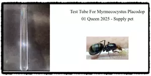 18 mm Test Tube For Myrmecocystus Placodop 01 Queen 2025 - Supply pet - Picture 1 of 1