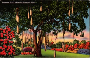 Sausage Tree Kigellia Pinatta 1950s Florida Postcard Coral Gables Matheson Decor - Picture 1 of 4