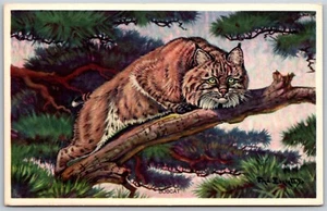 Postal de Colección Bobcat Serie Nacional de Vida Silvestre Artista Firmada Fred Everett Años 30 - Imagen 1 de 2