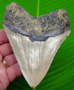 Diente de tiburón Megalodon 4,67" fósil real Carolina del Norte, EE. UU. - SIN restauración - Imagen 1 de 3