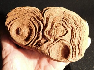 NICE! 600 Million Year Old STROMATOLITE Fossil 100% Natural Morocco 975gr - Picture 1 of 16