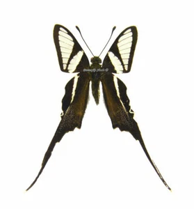 Unmounted Butterfly / Papilionidae - Lamproptera curius walkeri, male, China - Picture 1 of 2