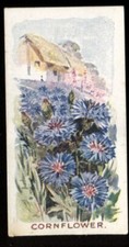 Tobacco Card, Godfrey Phillips, OLD FAVOURITES, Flowers, 1924, Cornflower, #6
