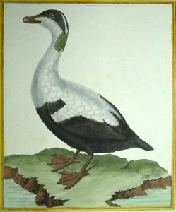 L'OIE FERMIÈRE DANOISE gravure illustration orginale 1770 Oiseaux de Martinet - Picture 1 of 5